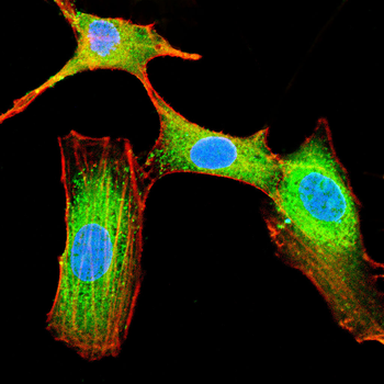 LPL Antibody