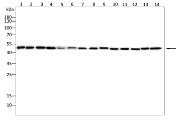 LPL Antibody