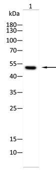 LPL Antibody