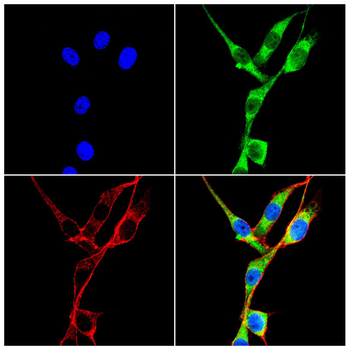 ANO1 Antibody