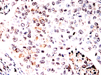 ANO1 Antibody