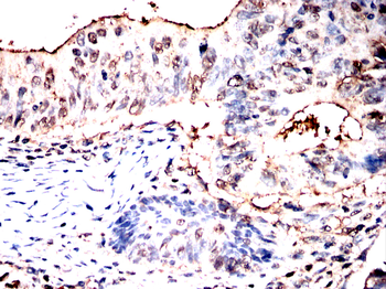 ANO1 Antibody