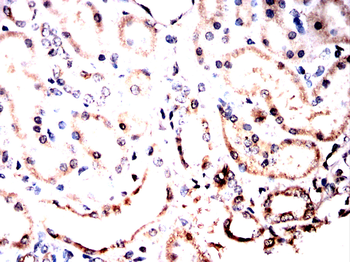 ANO1 Antibody