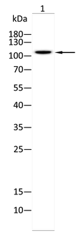 ANO1 Antibody