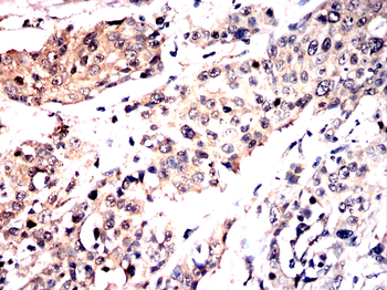 STK4 Antibody