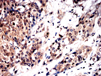 STK4 Antibody