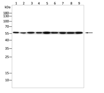 STK4 Antibody