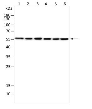 STK4 Antibody