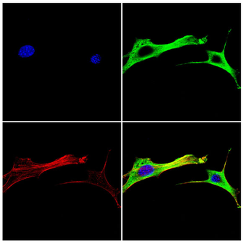UBA5 Antibody