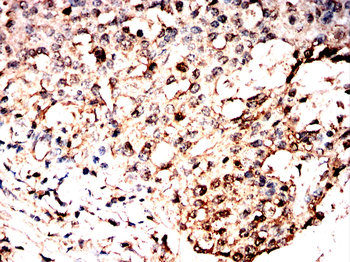 UBA5 Antibody