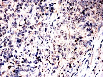 UBA5 Antibody