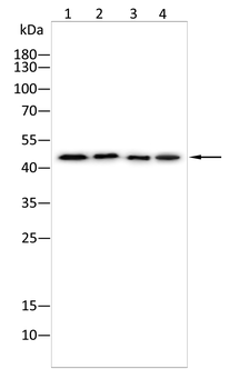 UBA5 Antibody