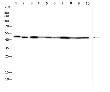 UBA5 Antibody