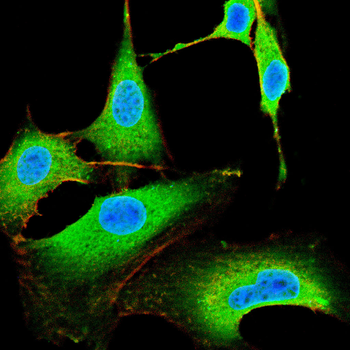 UBA5 Antibody