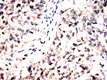 UBA5 Antibody