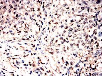 UBA5 Antibody