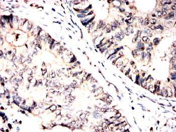 UBA5 Antibody