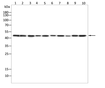 UBA5 Antibody