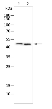 UBA5 Antibody