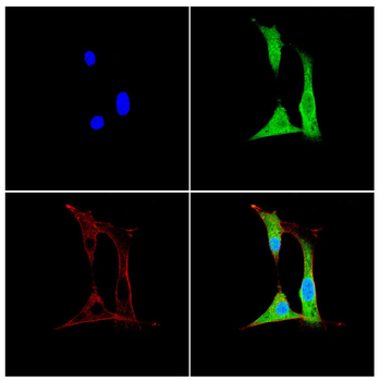 ZYX Antibody