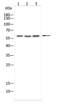 ZYX Antibody