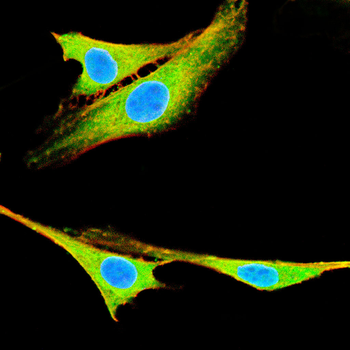 ZYX Antibody