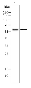 ZYX Antibody