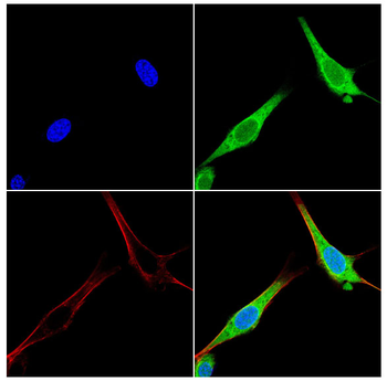 PTPN2 Antibody