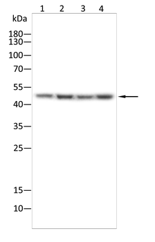 PTPN2 Antibody