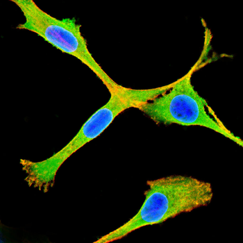 PTPN2 Antibody