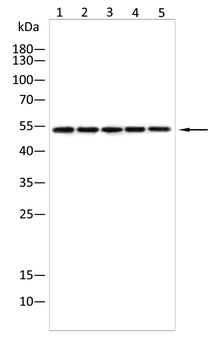 SLC16A1 Antibody