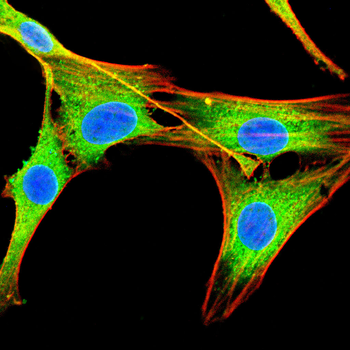 SLC16A1 Antibody