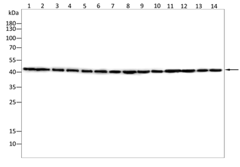 SLC16A1 Antibody