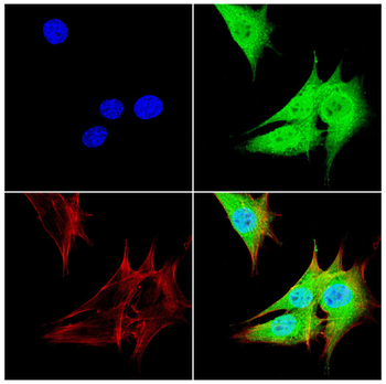 VCP Antibody