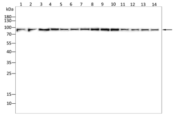 VCP Antibody
