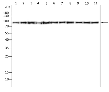 VCP Antibody