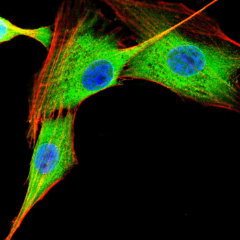 VCP Antibody