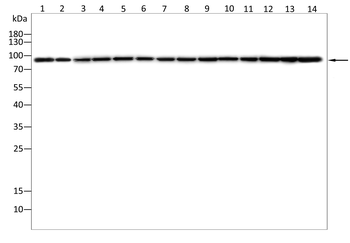 VCP Antibody