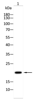 CFL1 Antibody