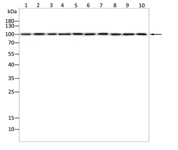 GRM1 Antibody