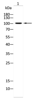 GRM1 Antibody