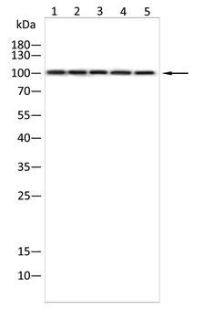 GRM1 Antibody