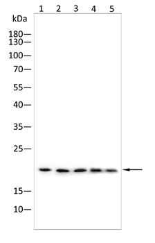 NDUFAF2 Antibody