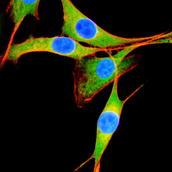 NDUFAF2 Antibody