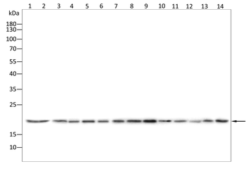 NDUFAF2 Antibody
