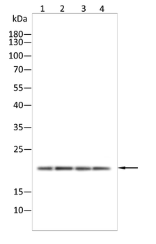 NDUFAF2 Antibody