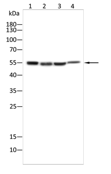 ALDH1A1 Antibody