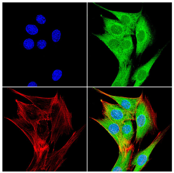 SRC Antibody