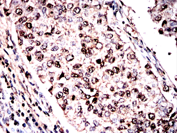 SRC Antibody