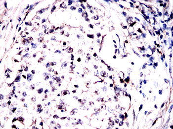 SRC Antibody